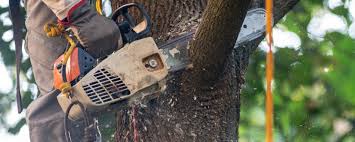 Tree Care Services