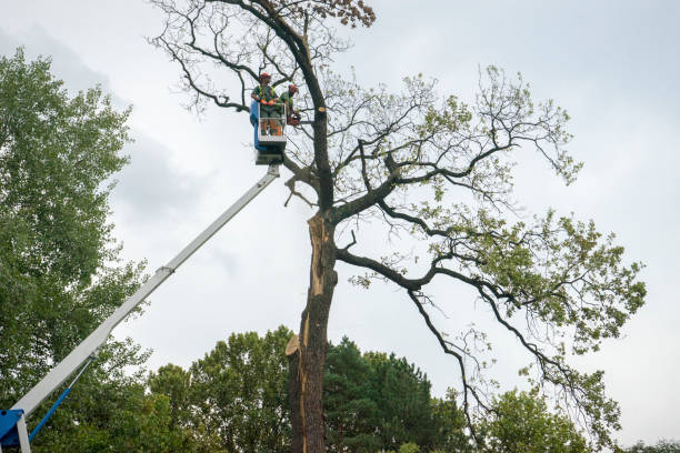 Best Hedge Trimming  in Ransom Canyon, TX